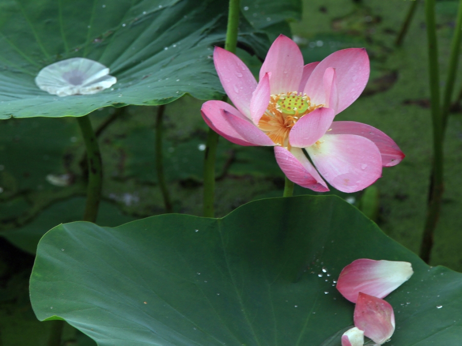 雨荷85.jpg