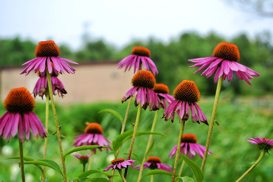 DSC_1377.jpg