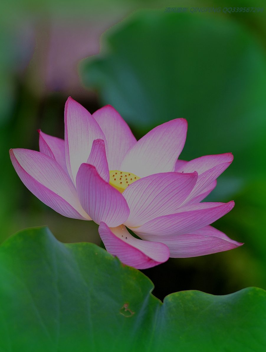 DSC_6335_副本.jpg
