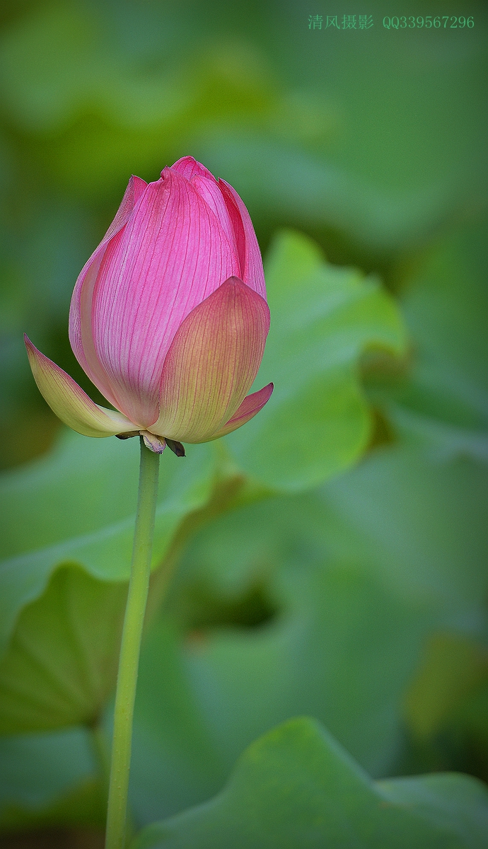 DSC_6564_副本.jpg