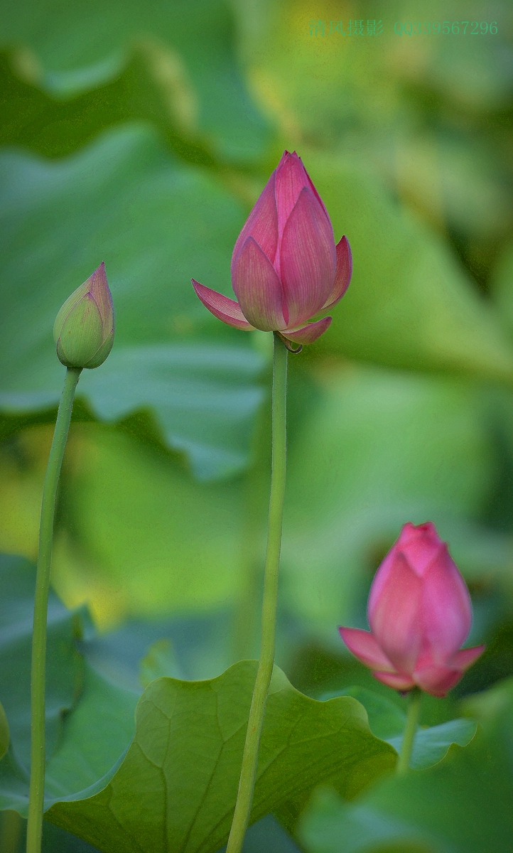 DSC_6568_副本.jpg