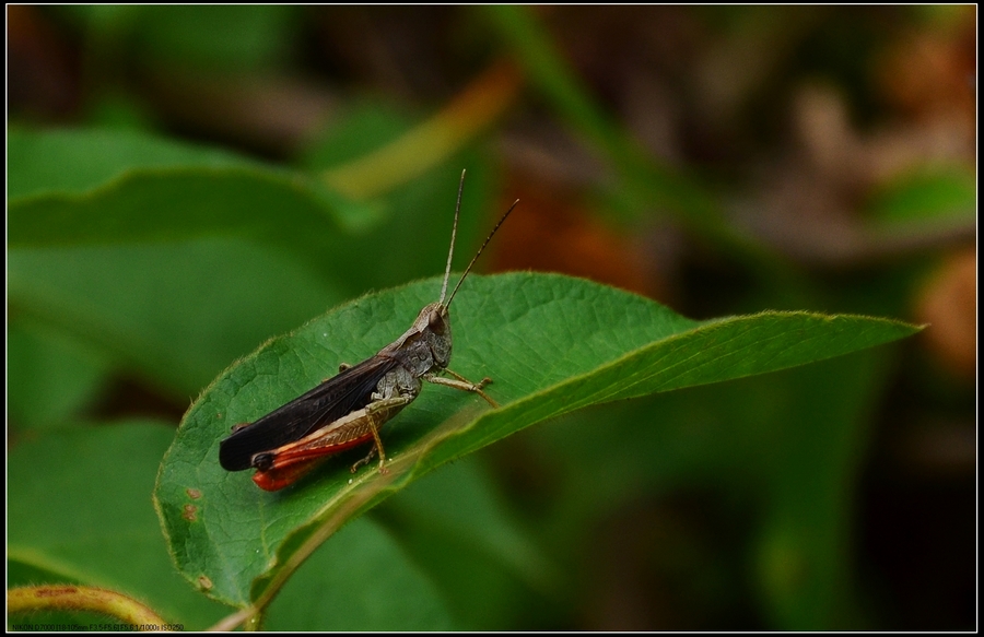DSC_1484.jpg
