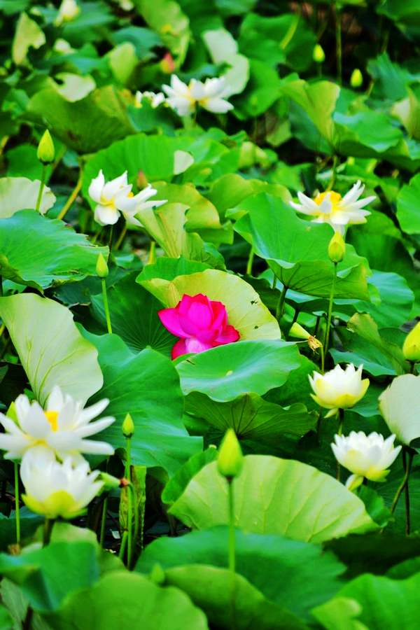 DSC_1361副.jpg