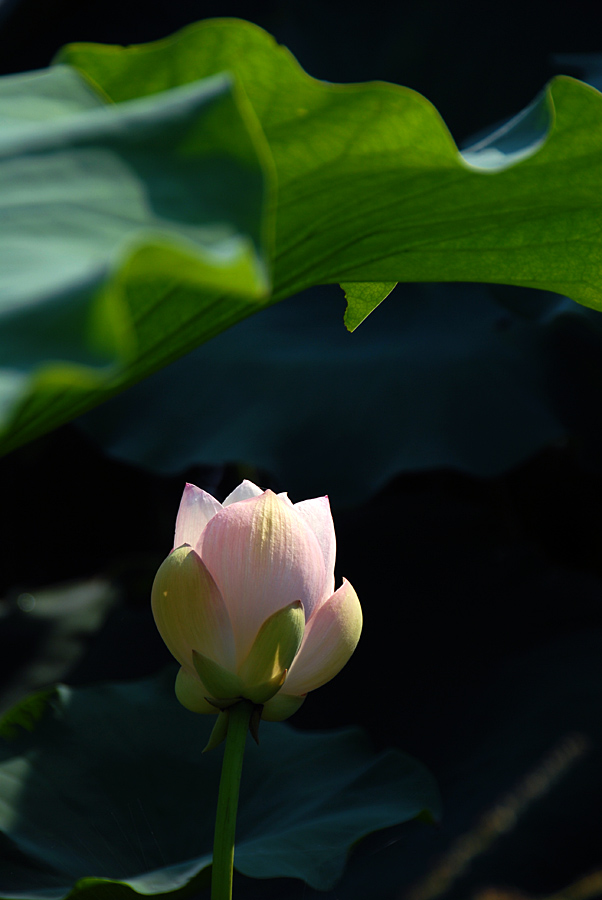 荷 塘 (1).jpg