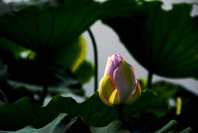 荷 塘 (16).jpg