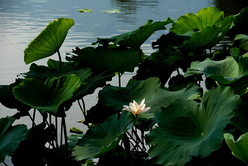 荷 塘 (19).jpg