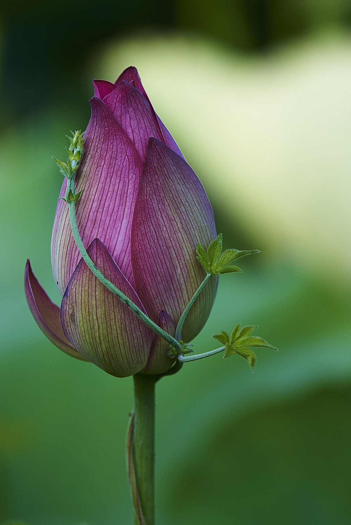 DSC_1350_剪切_小.jpg