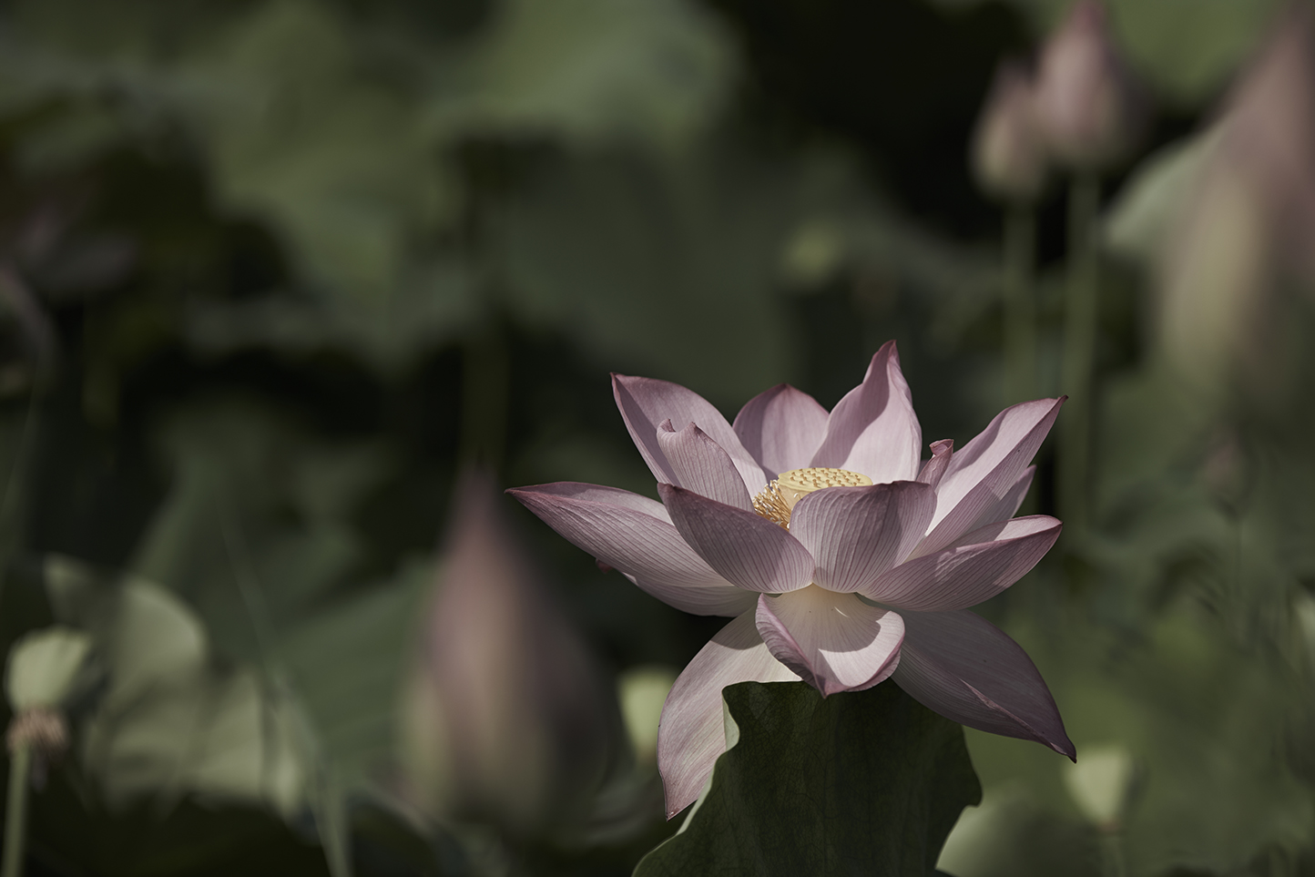 DSC_1352_小.jpg