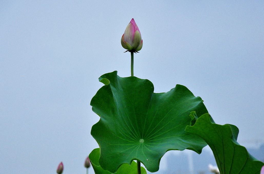 DSC_0510.jpg