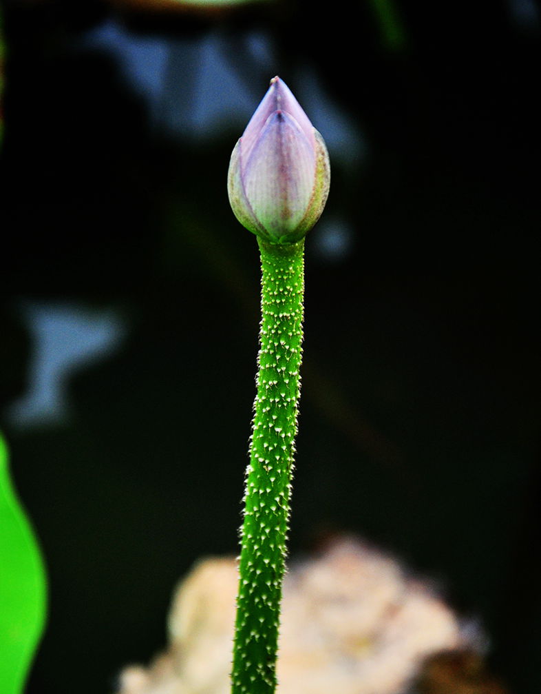DSC_0692.jpg