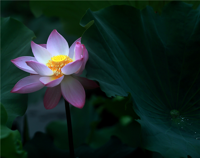 美荷011.jpg