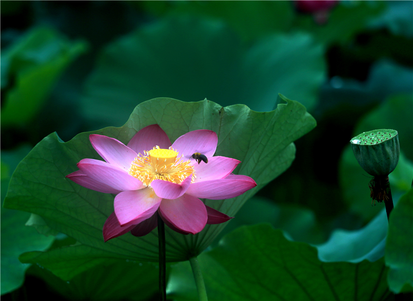 美荷019.jpg