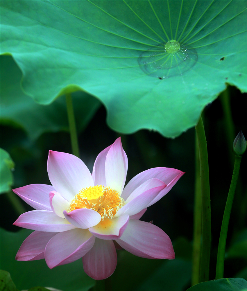 美荷022.jpg