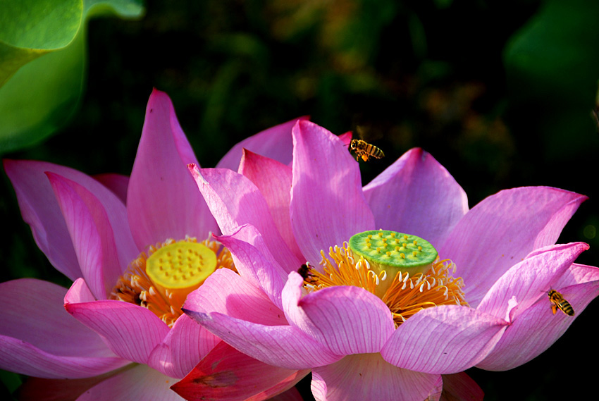 荷 花.jpg