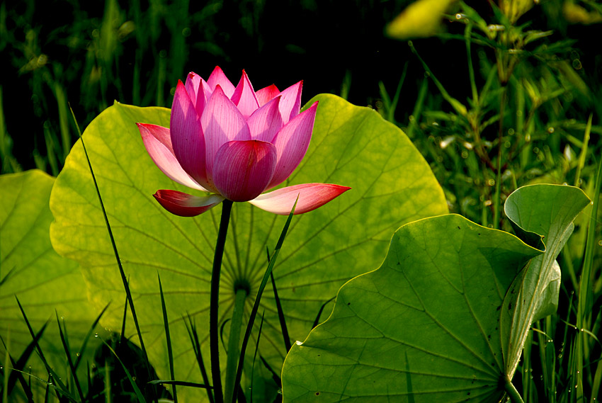荷 花 (4).jpg