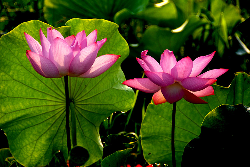 荷 花 (7).jpg