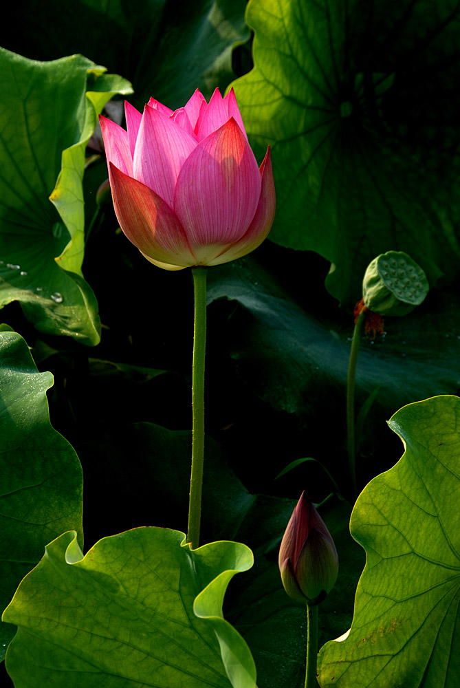 荷 花 (8).jpg