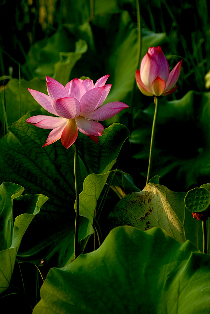 荷 花 (10).jpg