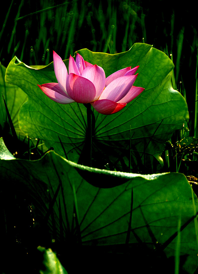 荷 花 (12).jpg