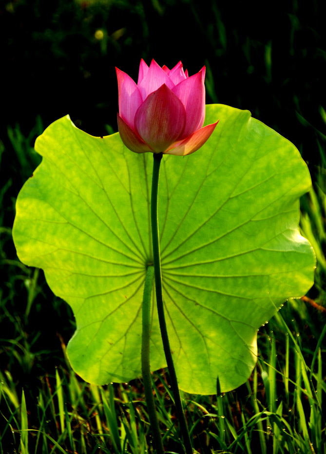 荷 花 (14).jpg