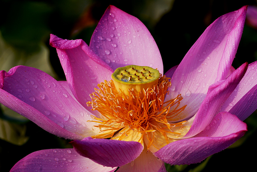 荷 花 (15).jpg