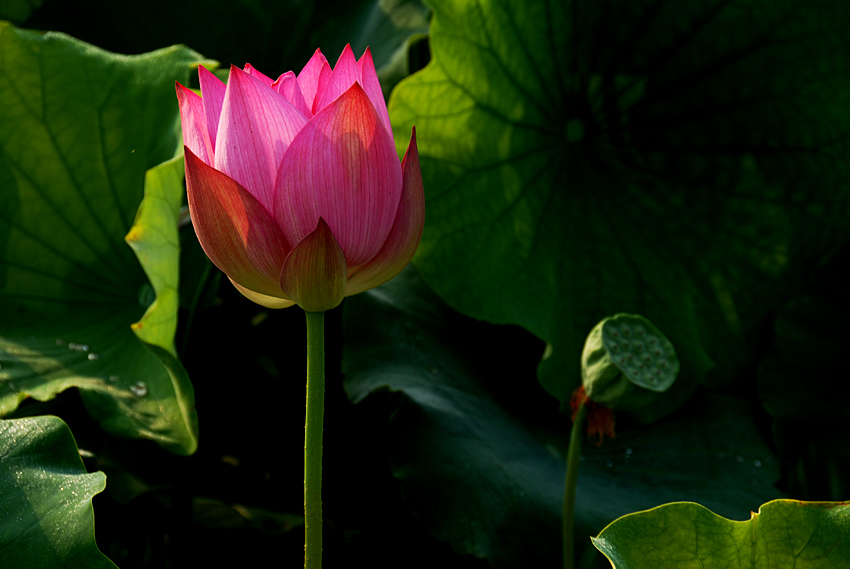 荷花 (17).jpg