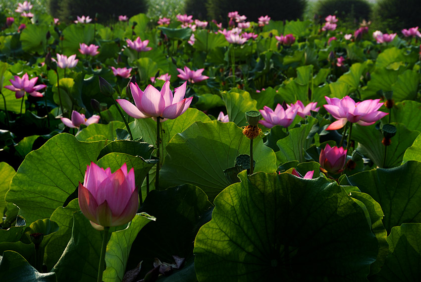 荷 花 (18).jpg