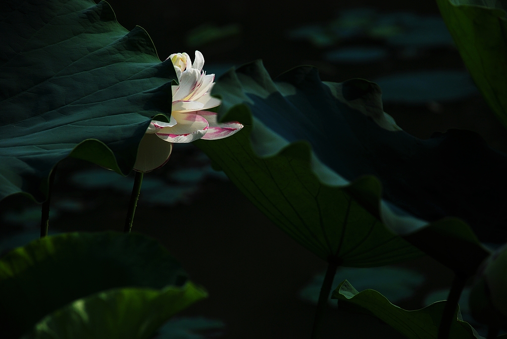 DSC_0275.JPG