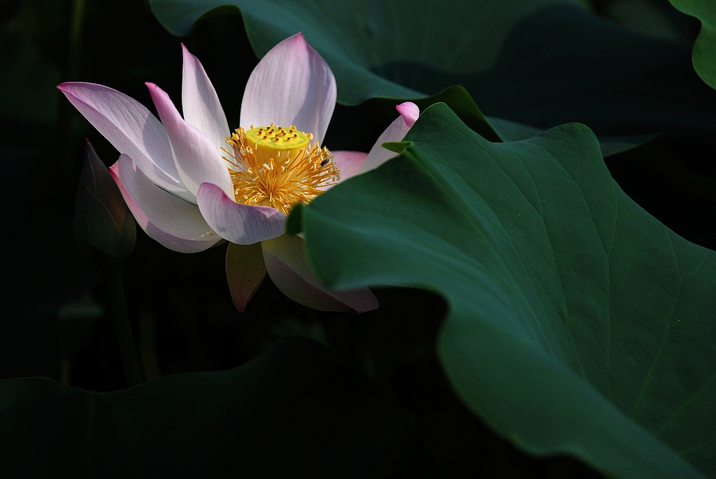 DSC_0295.JPG