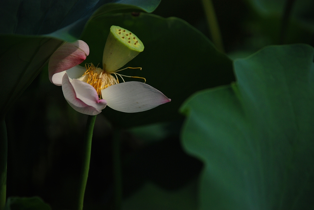 DSC_0298.JPG