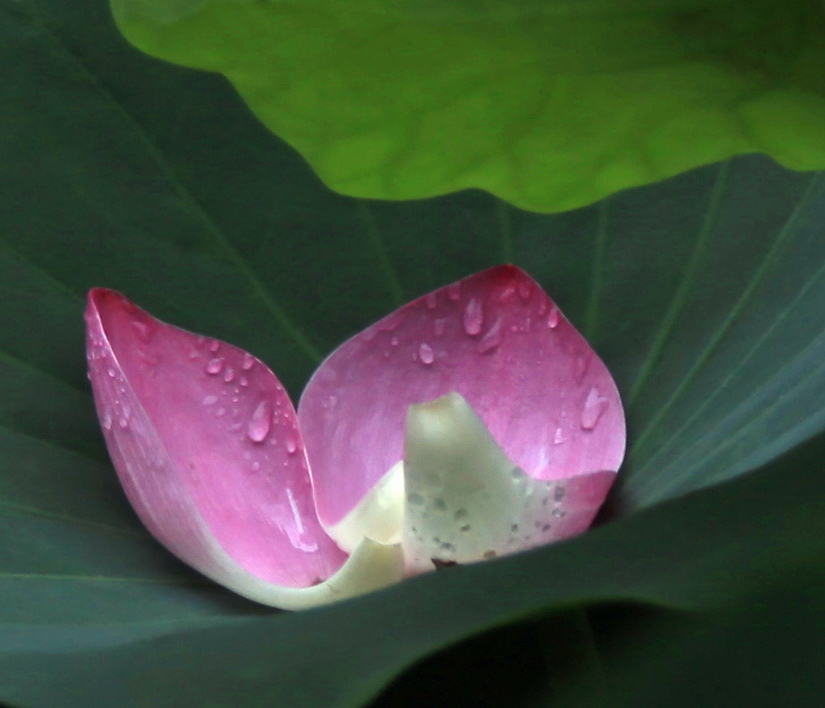 荷花瓣.jpg