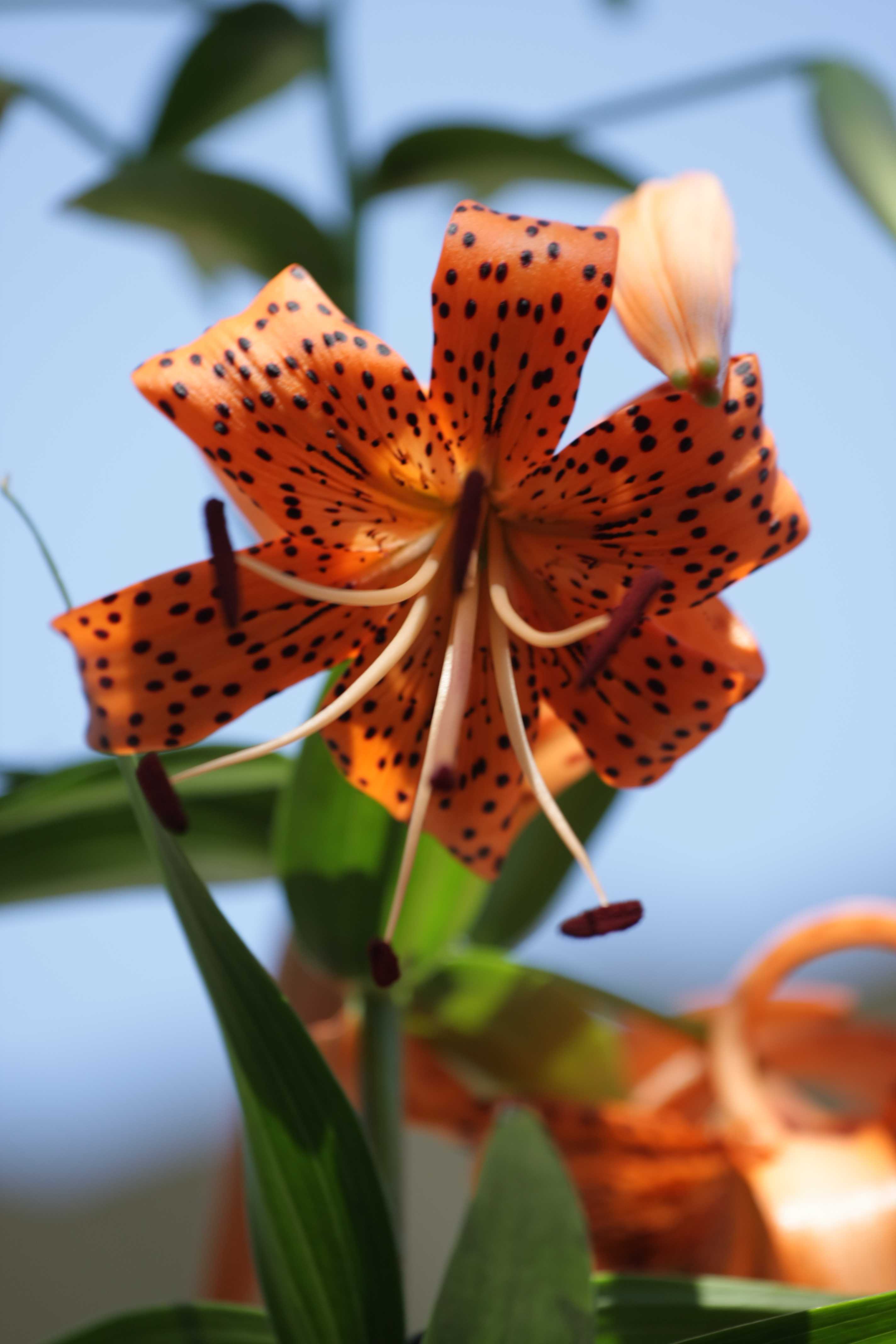 百合花