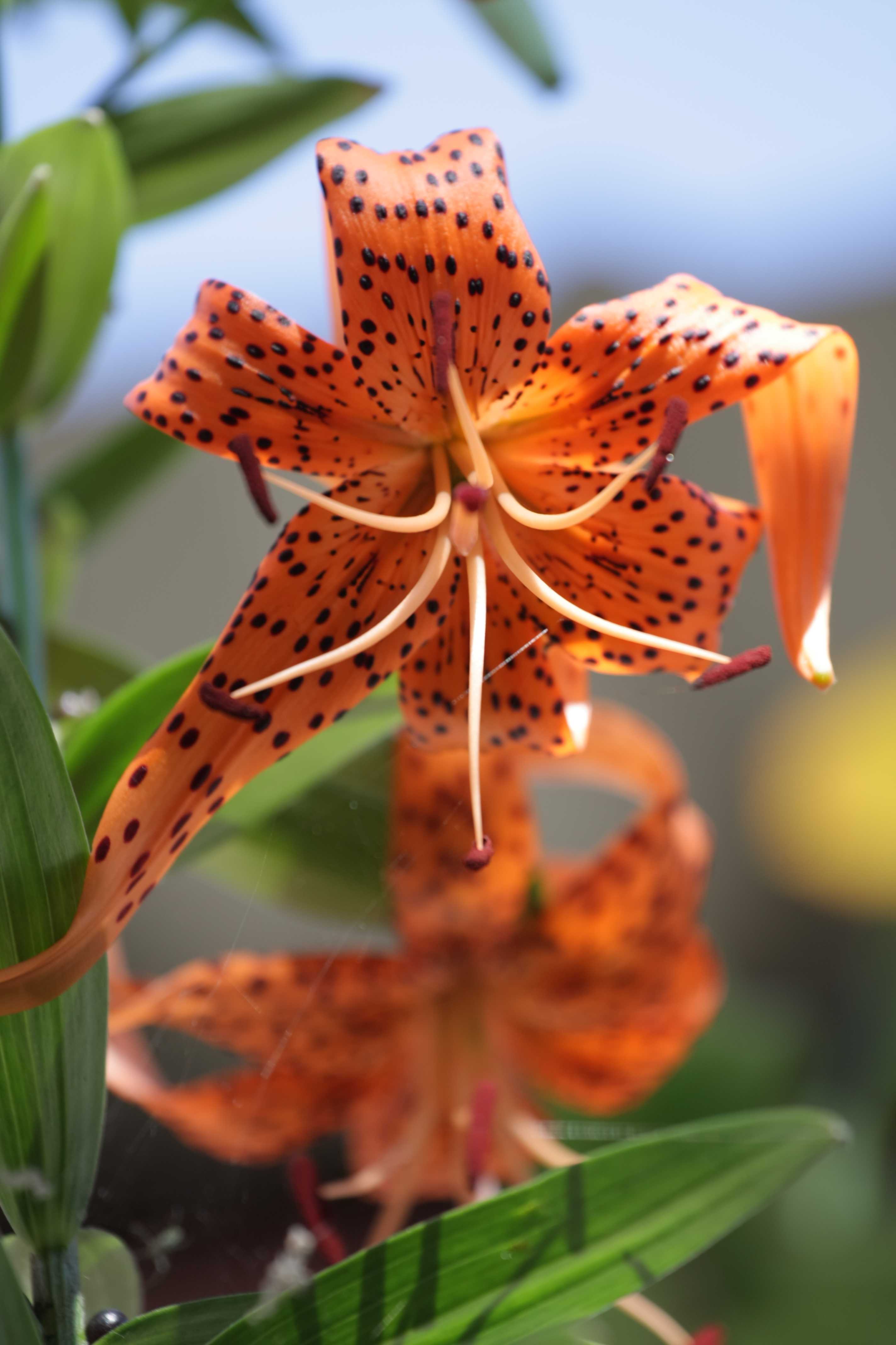百合花