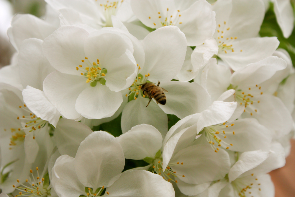 蜜蜂