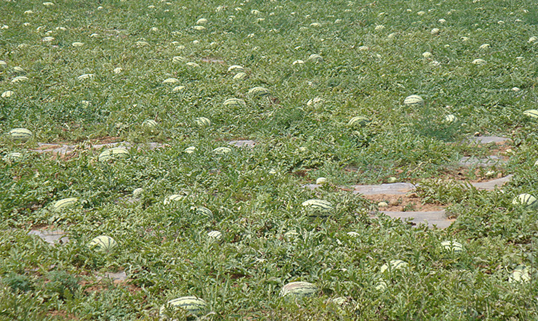 DSC09720_副本.jpg