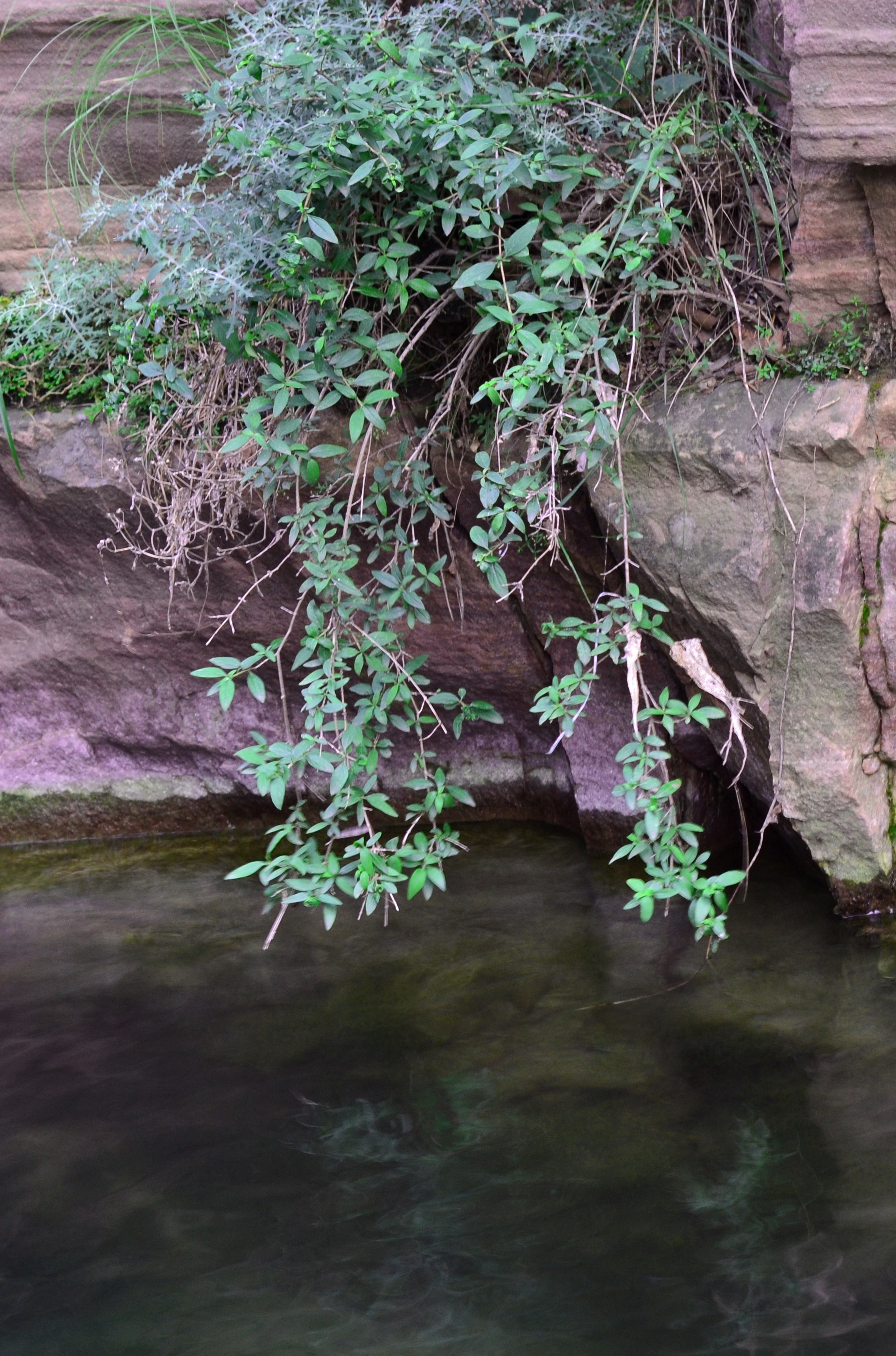 DSC_4898.JPG