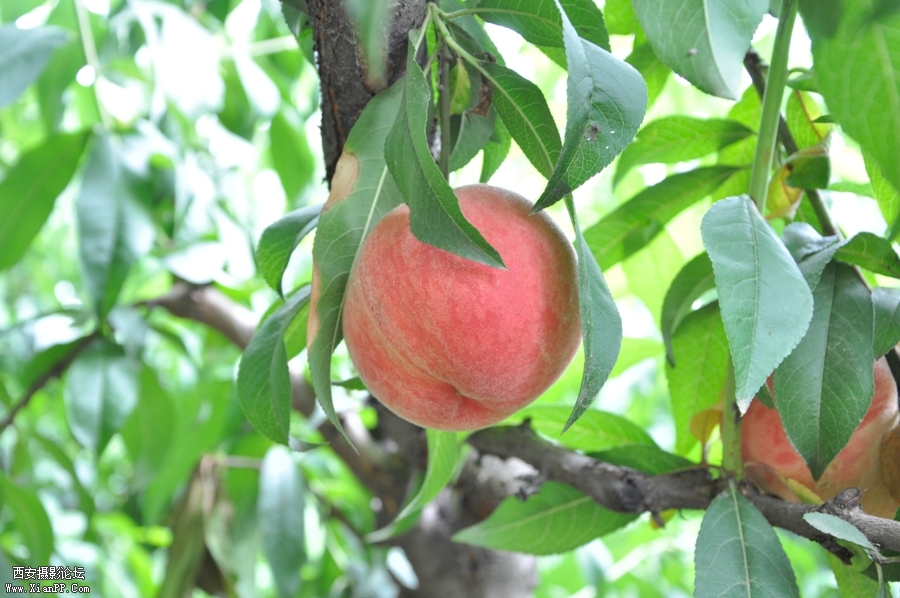 DSC_0867.JPG