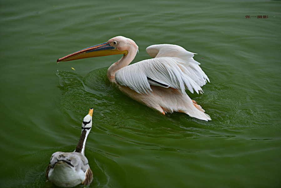 DSC_0599_副本.JPG