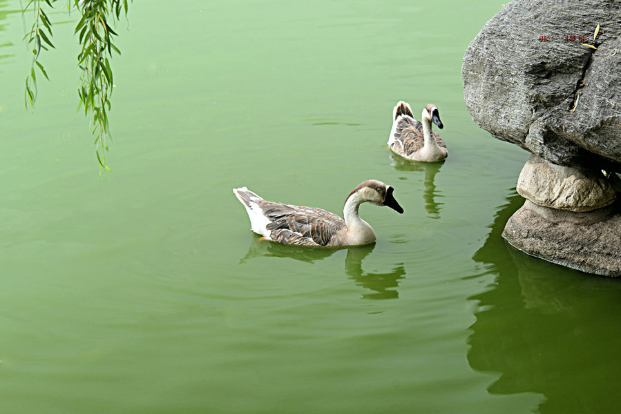 DSC_0715_副本.JPG