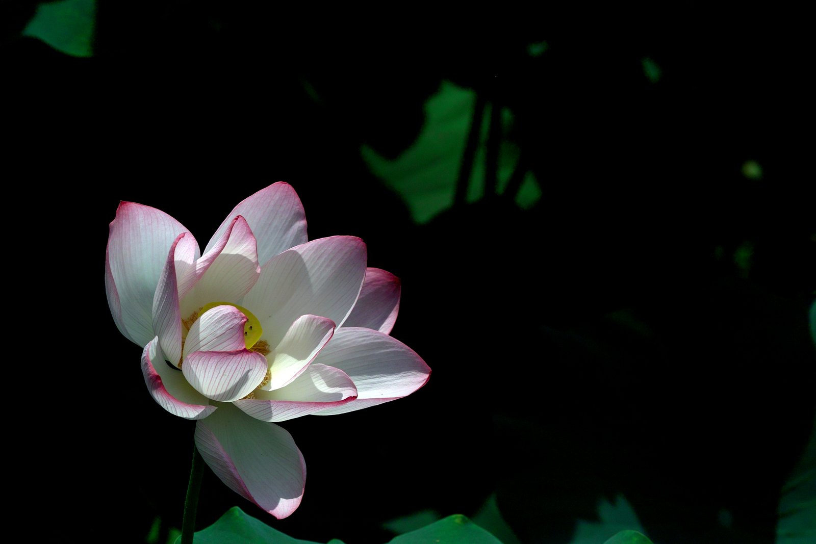SDIM8816.jpg