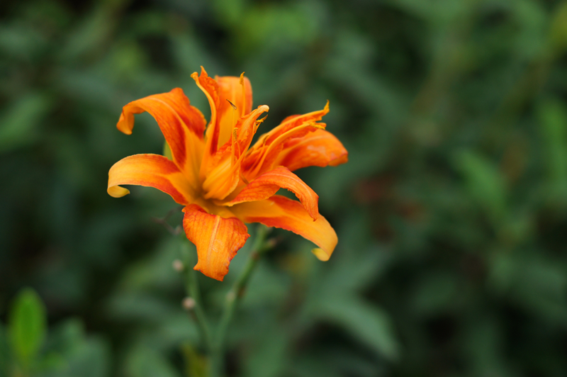 DSC00520_副本.jpg