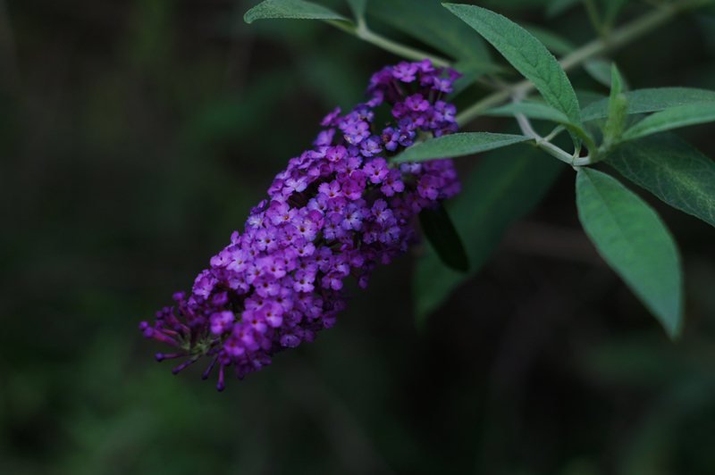 DSC00522_副本.jpg