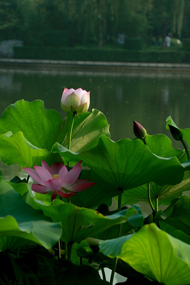 荷花9.jpg