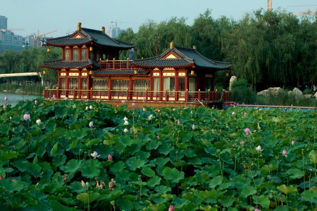 南湖荷花1.jpg