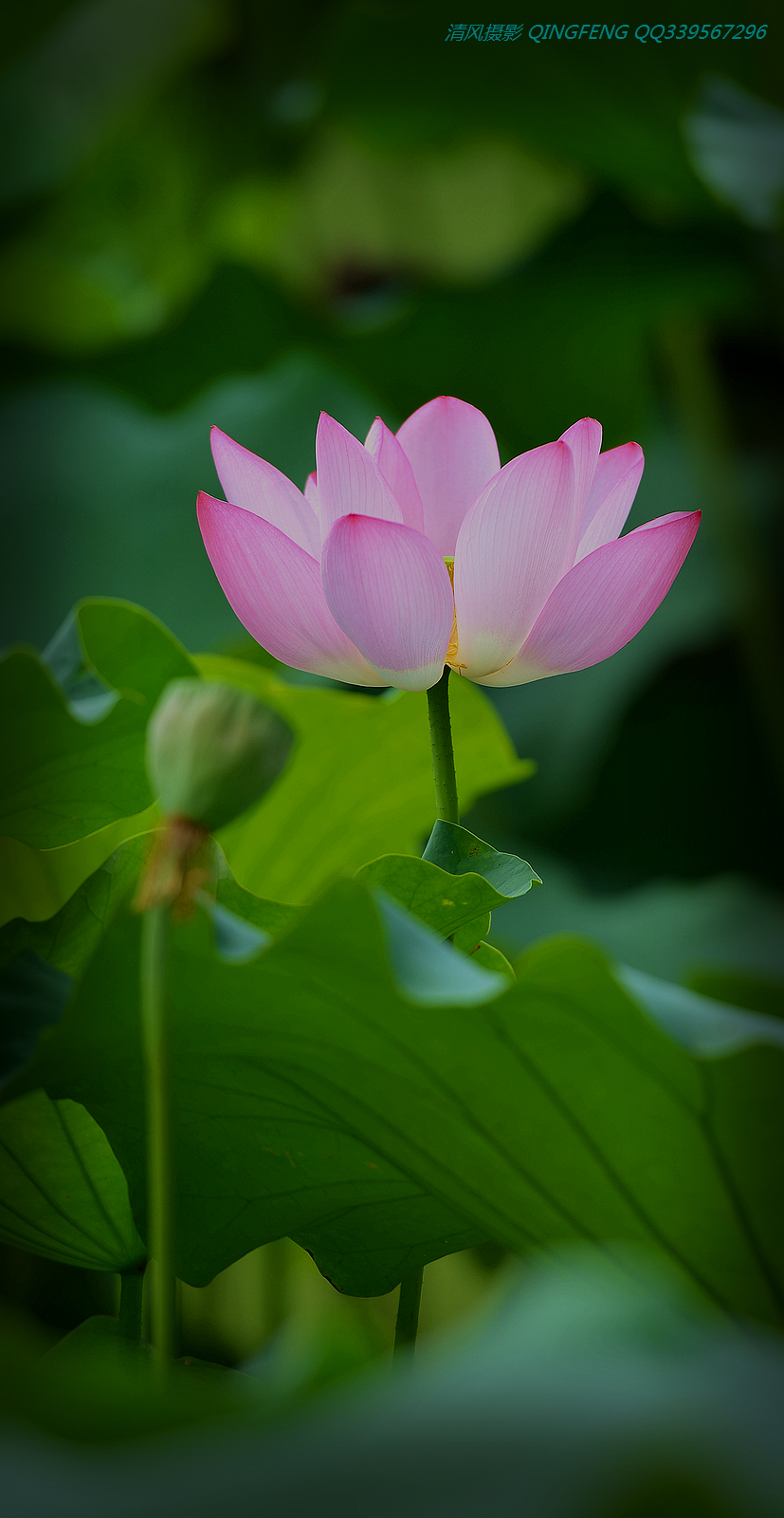 DSC_6829.jpg