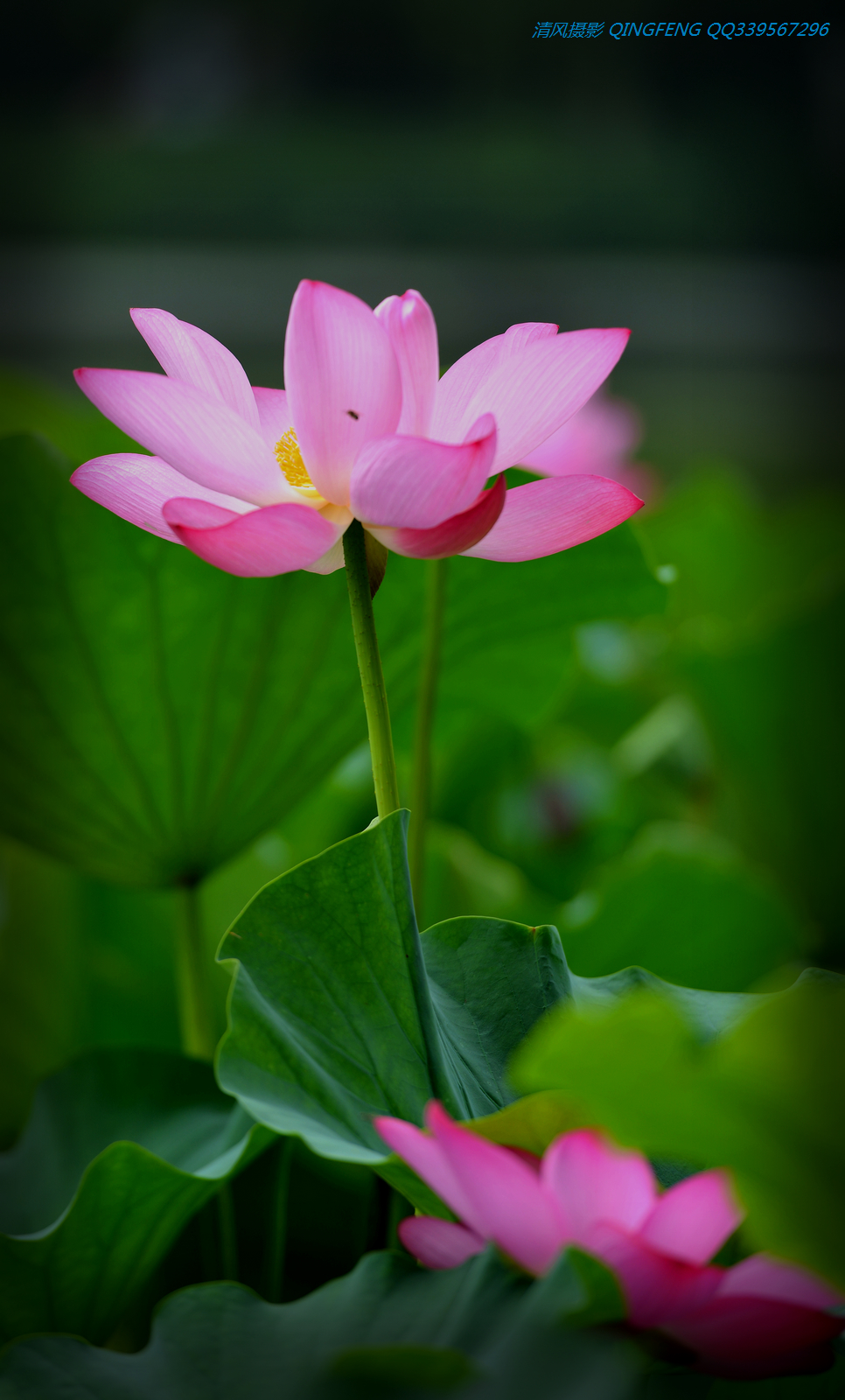 DSC_6833.jpg