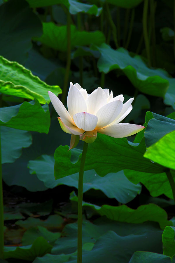 IMG_6834_副本_副本.jpg