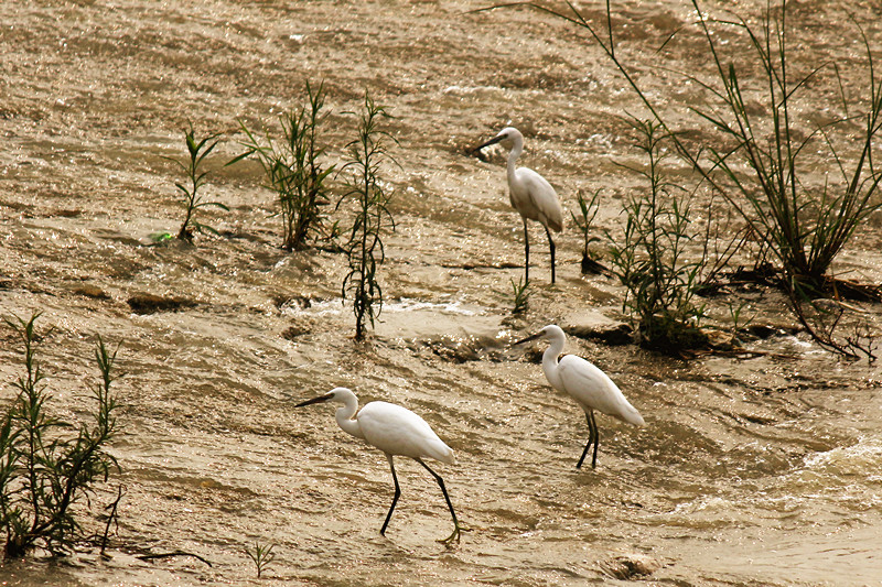 IMG_4485_副本.jpg