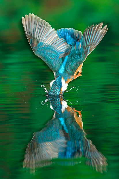 dive-reflection_1600070i.jpg