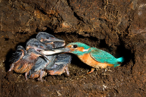 feeding-young_1600078i.jpg